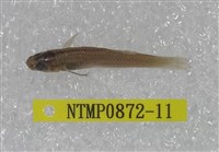 藏品(大肚魚)的圖片